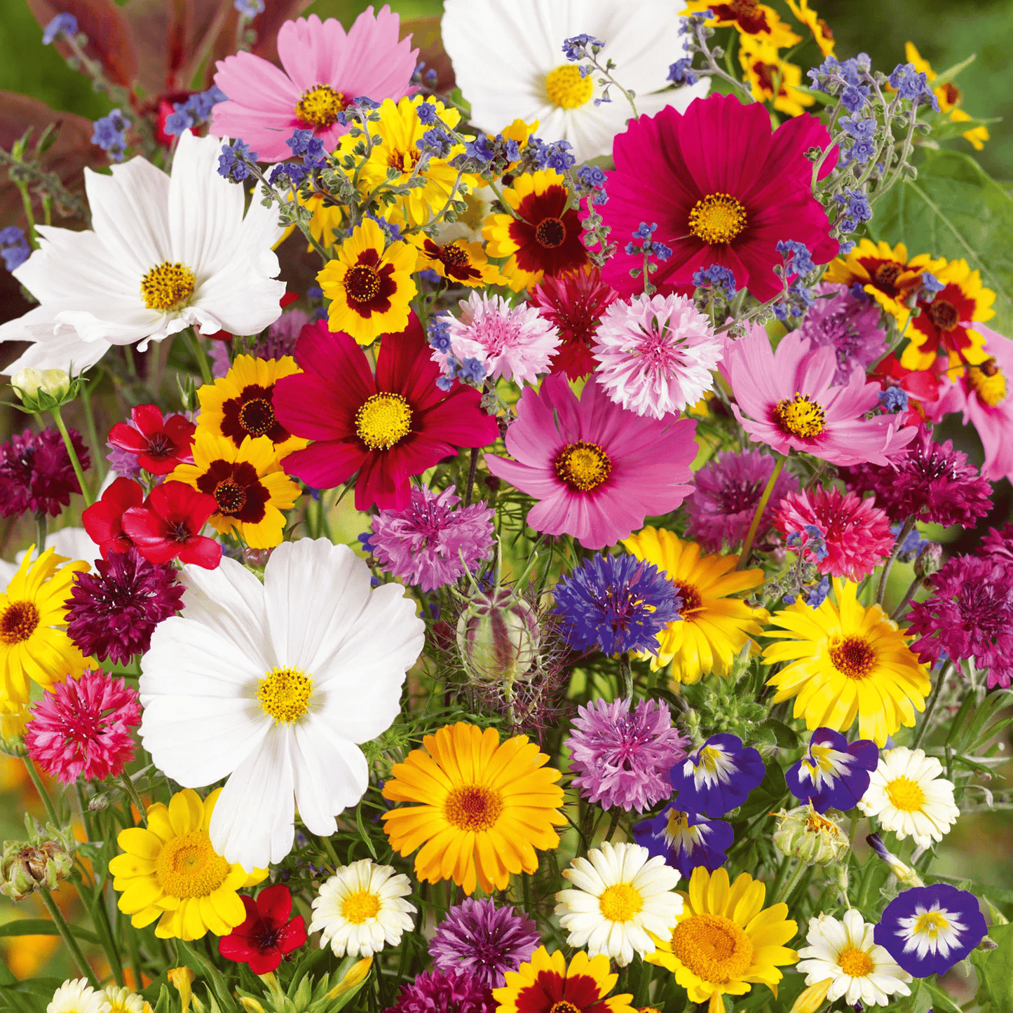 BloemMagie — Een tuin vol bloemen het hele seizoen