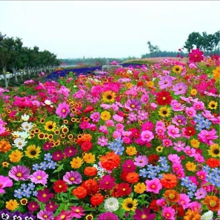 BloemMagie — Een tuin vol bloemen het hele seizoen