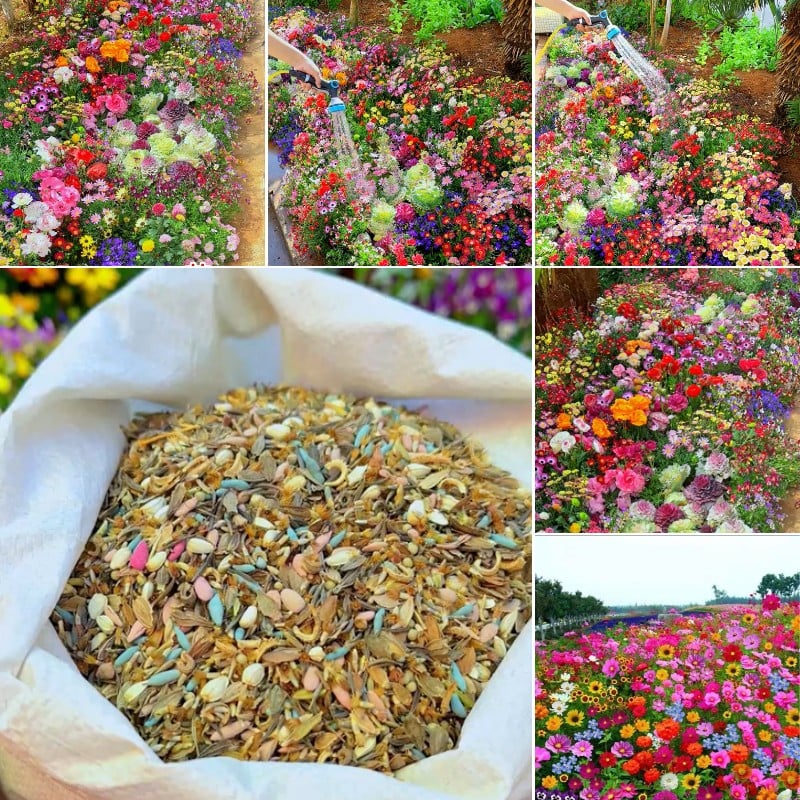 BloemMagie — Een tuin vol bloemen het hele seizoen