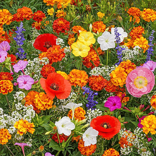 BloemMagie — Een tuin vol bloemen het hele seizoen