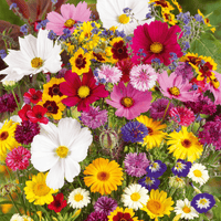 BloemMagie — Een tuin vol bloemen het hele seizoen