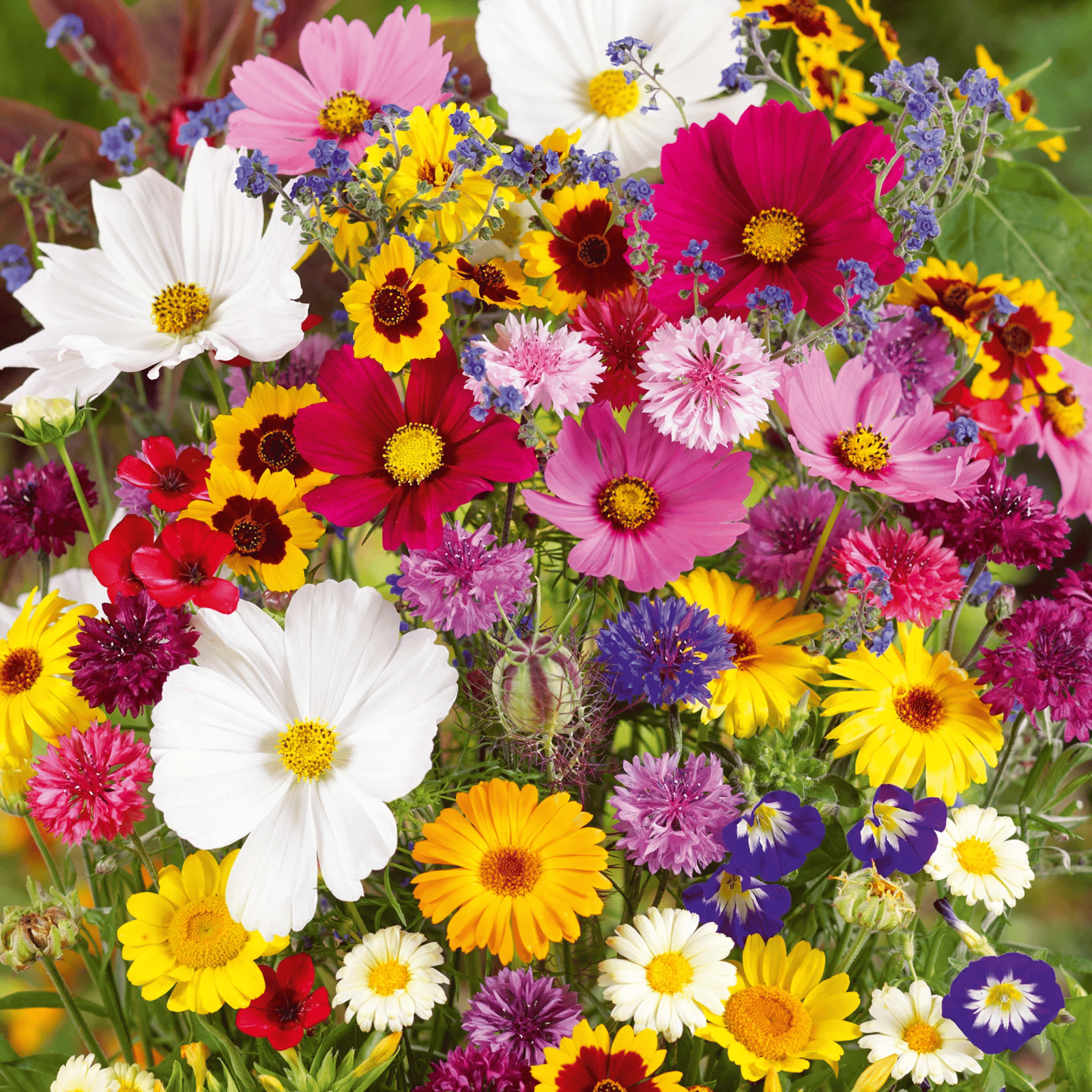BloemMagie — Een tuin vol bloemen het hele seizoen