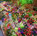 BloemMagie — Een tuin vol bloemen het hele seizoen