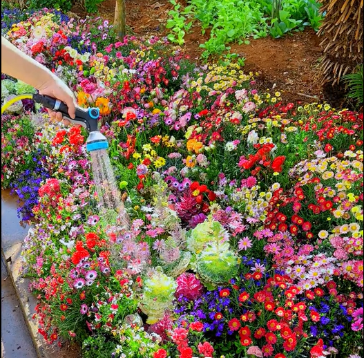 BloemMagie — Een tuin vol bloemen het hele seizoen