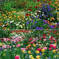 BloemMagie — Een tuin vol bloemen het hele seizoen