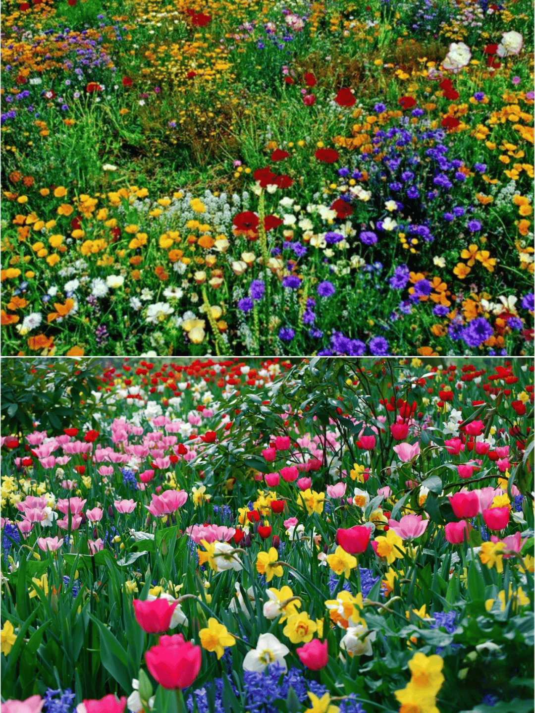 BloemMagie — Een tuin vol bloemen het hele seizoen
