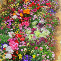 BloemMagie — Een tuin vol bloemen het hele seizoen