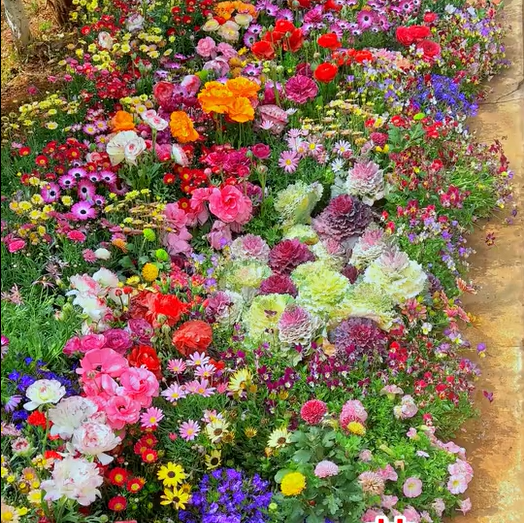 BloemMagie — Een tuin vol bloemen het hele seizoen