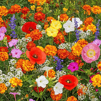 BloemMagie — Een tuin vol bloemen het hele seizoen