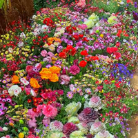 BloemMagie — Een tuin vol bloemen het hele seizoen