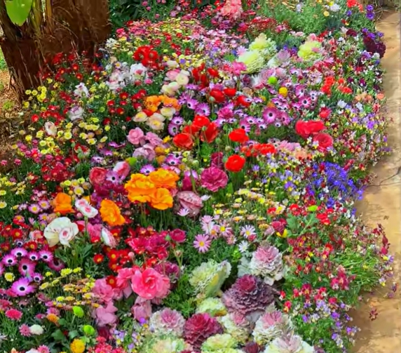 BloemMagie — Een tuin vol bloemen het hele seizoen
