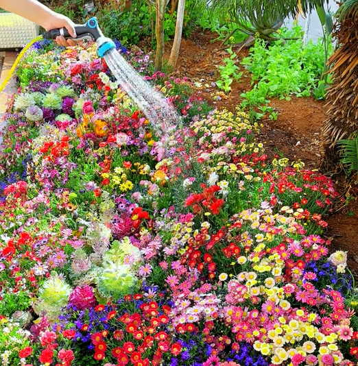 BloemMagie — Een tuin vol bloemen het hele seizoen